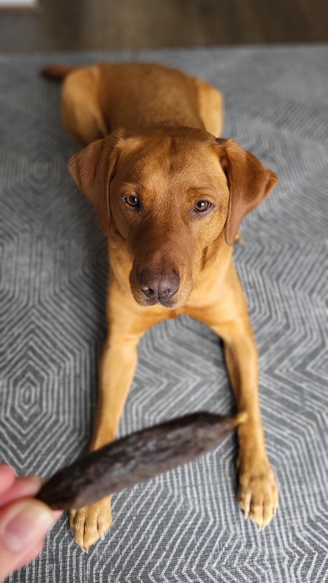 T Forrest sausages fox red lab