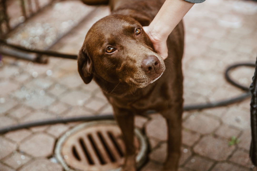 Brown dog with brown eyes being stroked