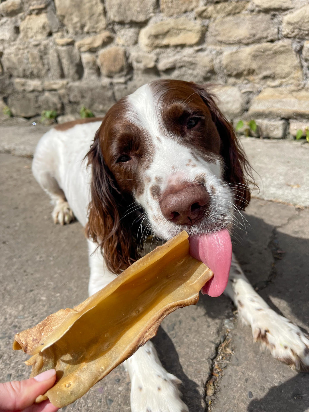t forrest beef sticks springer spaniel