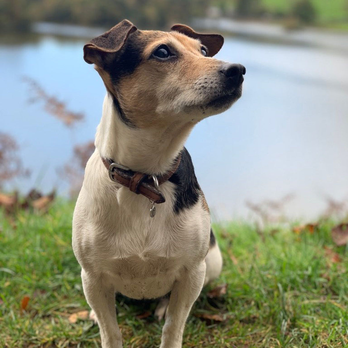 Lilly jack russell