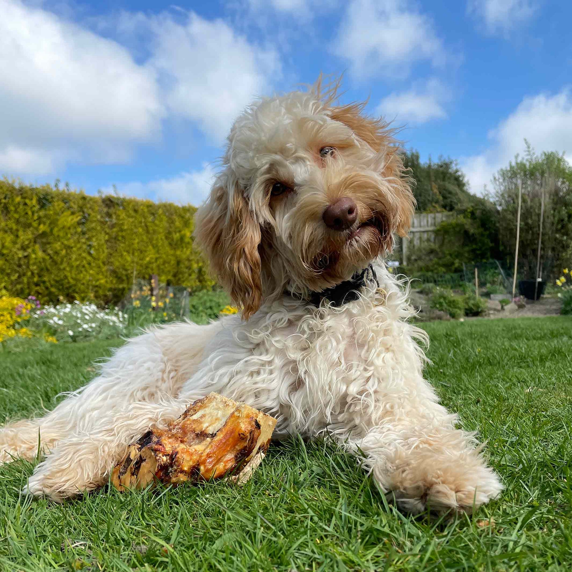 roast knuckle bones for dogs