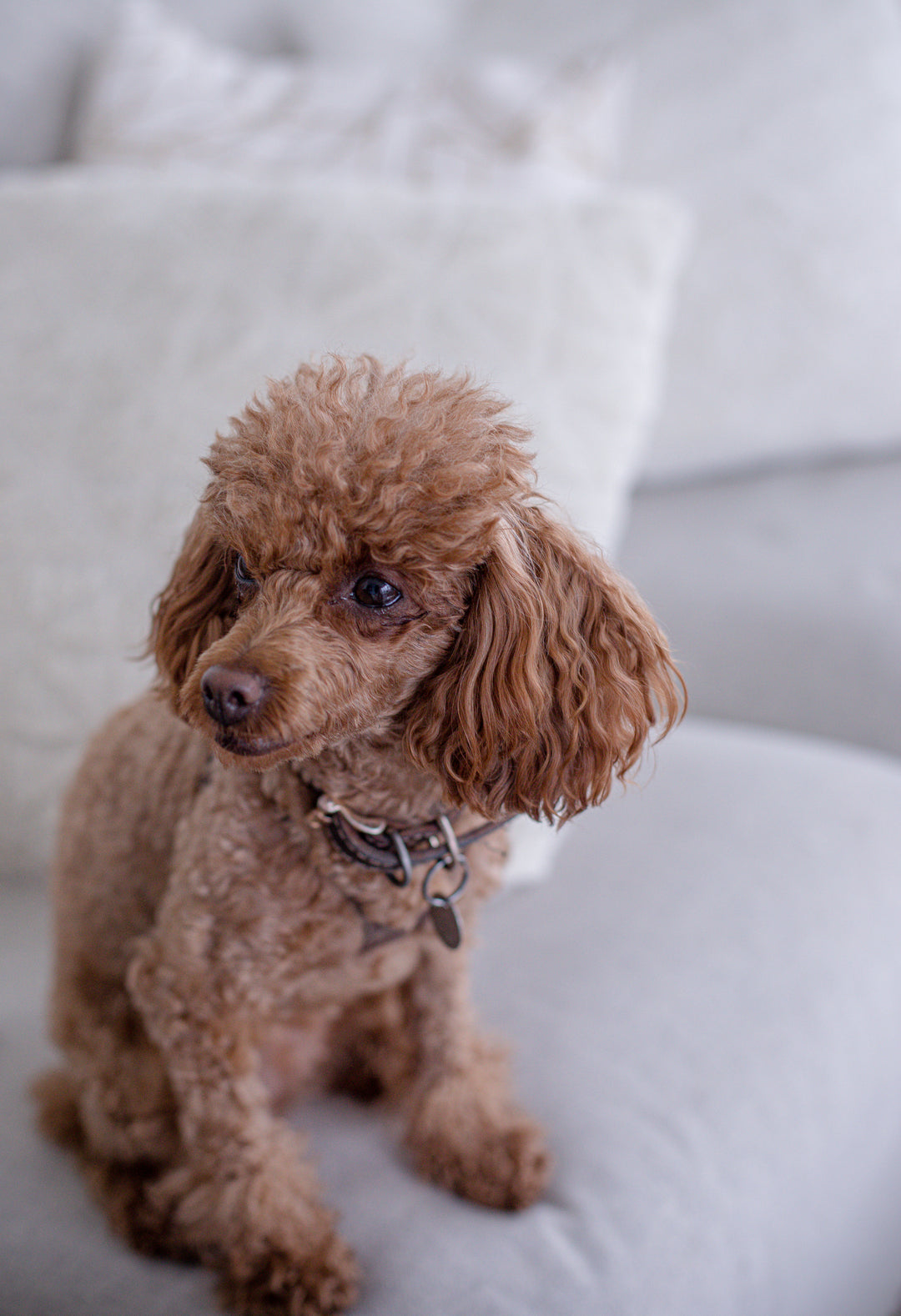 Small brown dog sitting on white couch
