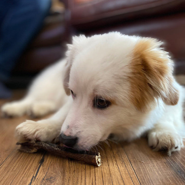 are tripe sticks good for my dog