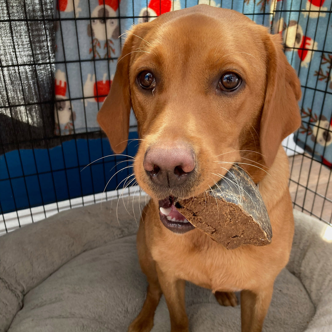 meaty hoof dog treat