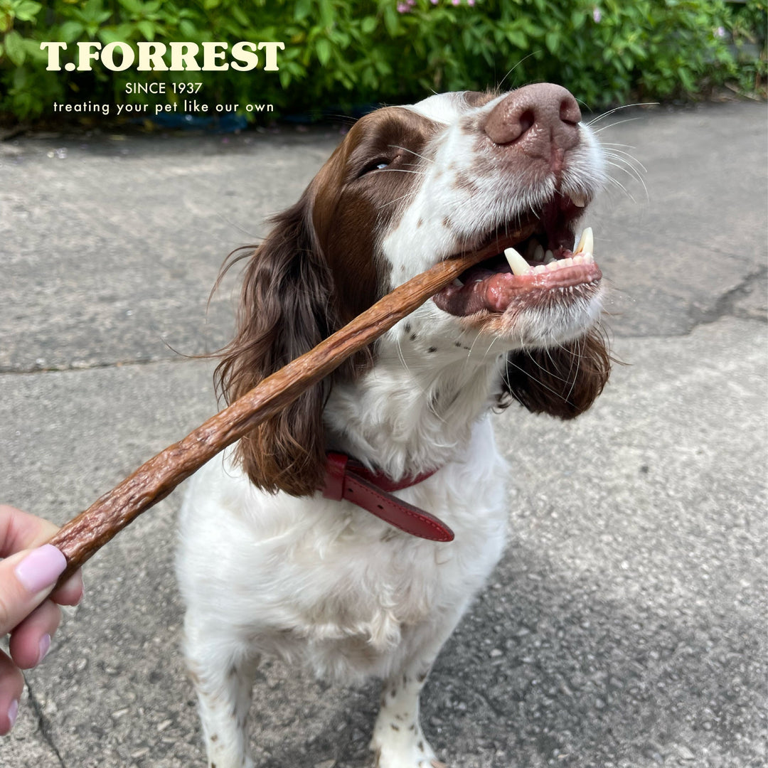 Dog eating jumbo fish sausages