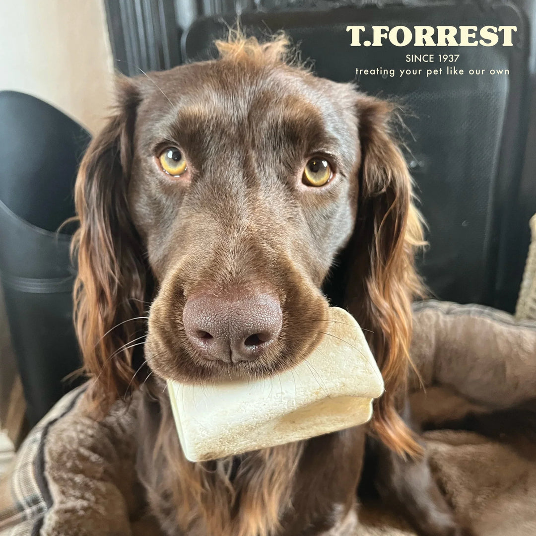 Cooked vs Air Dried Bones: What’s safe for your dog to eat?