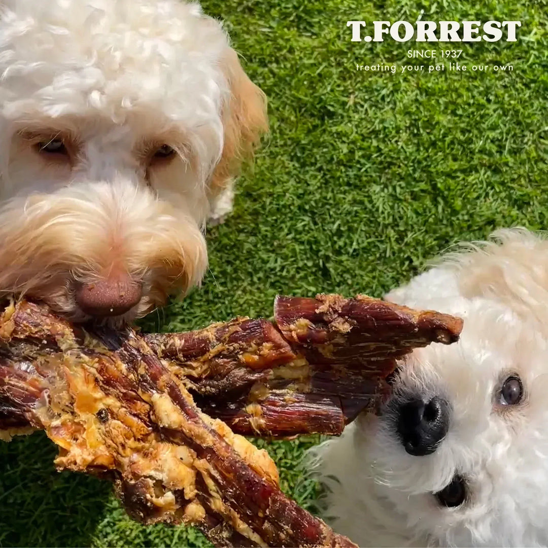 Do Dog Treat Ingredients Actually Matter?