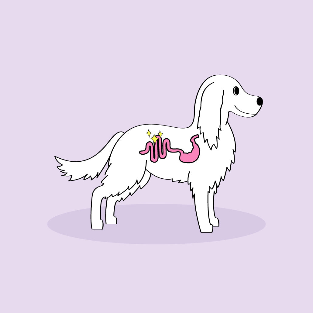 benefits of tripe sticks for dogs