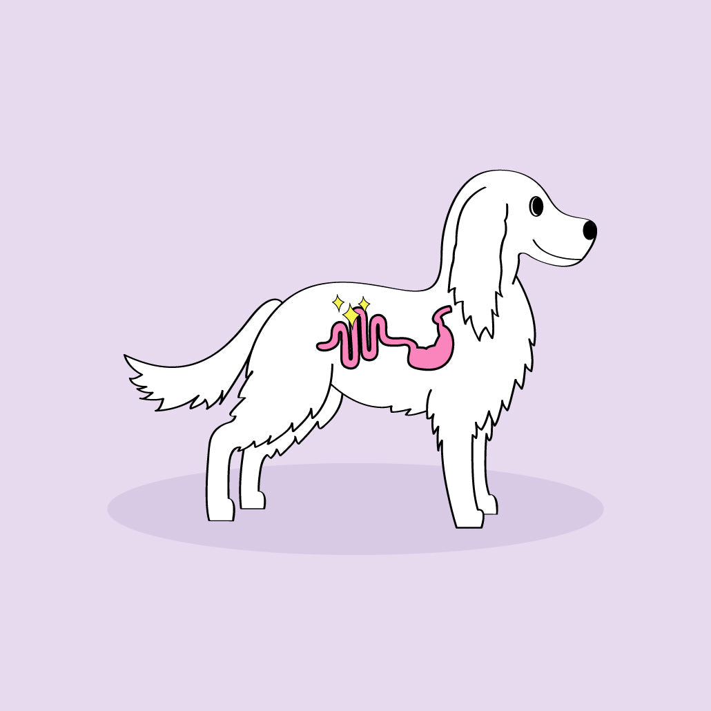 benefits of tripe sticks for dogs