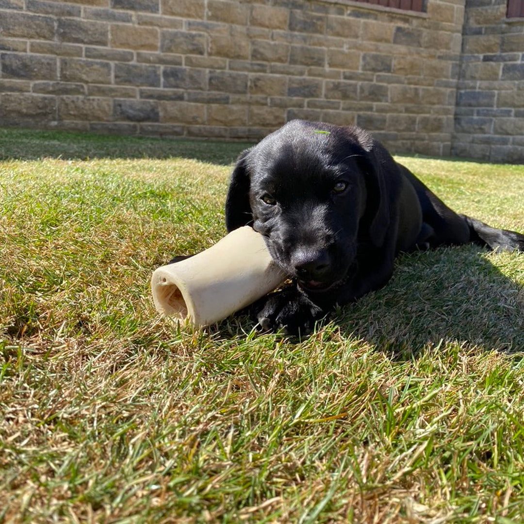 7 ideal dog treats for puppies