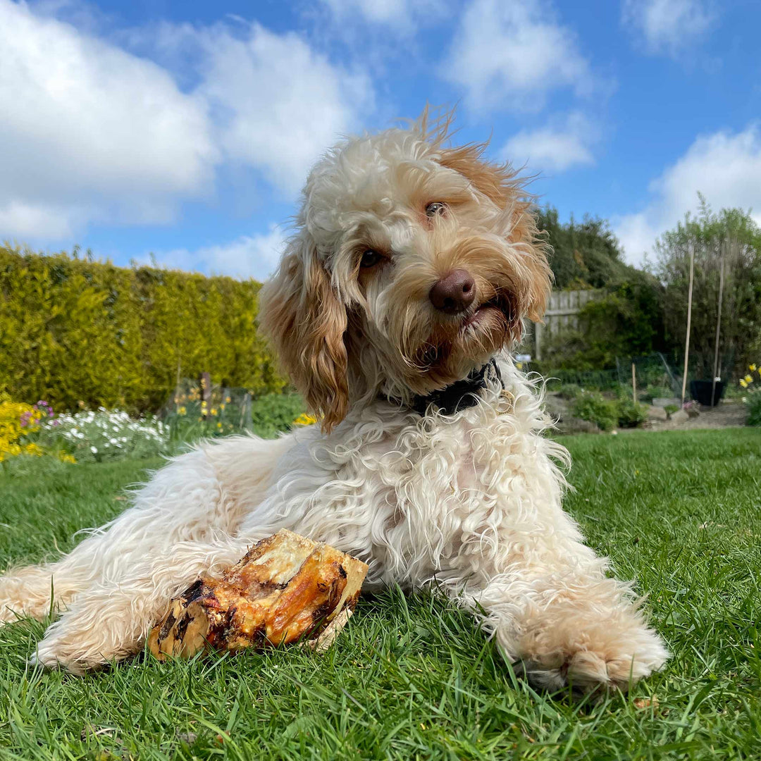 Our Top 10 Recommended dog and puppy treats