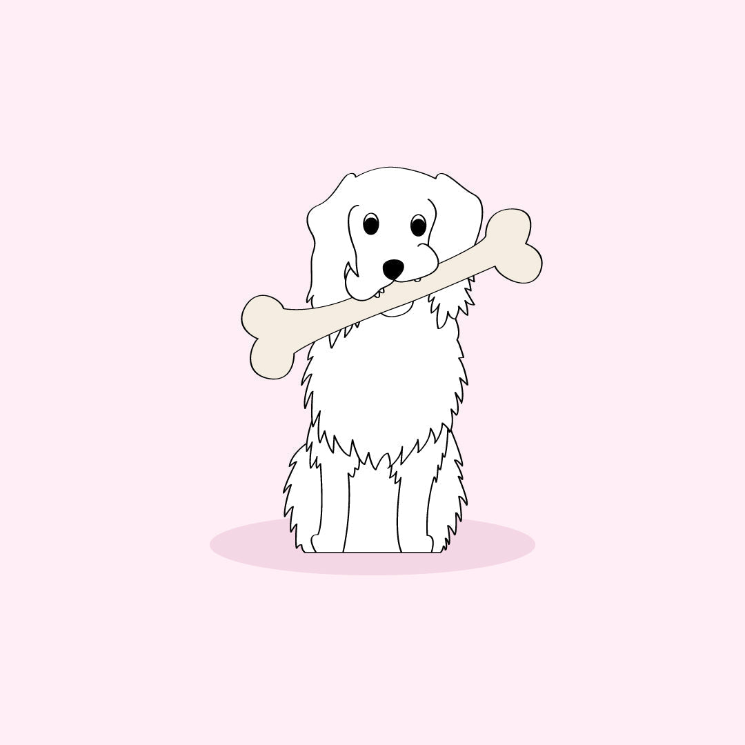 Why Do Dogs Like Bones?