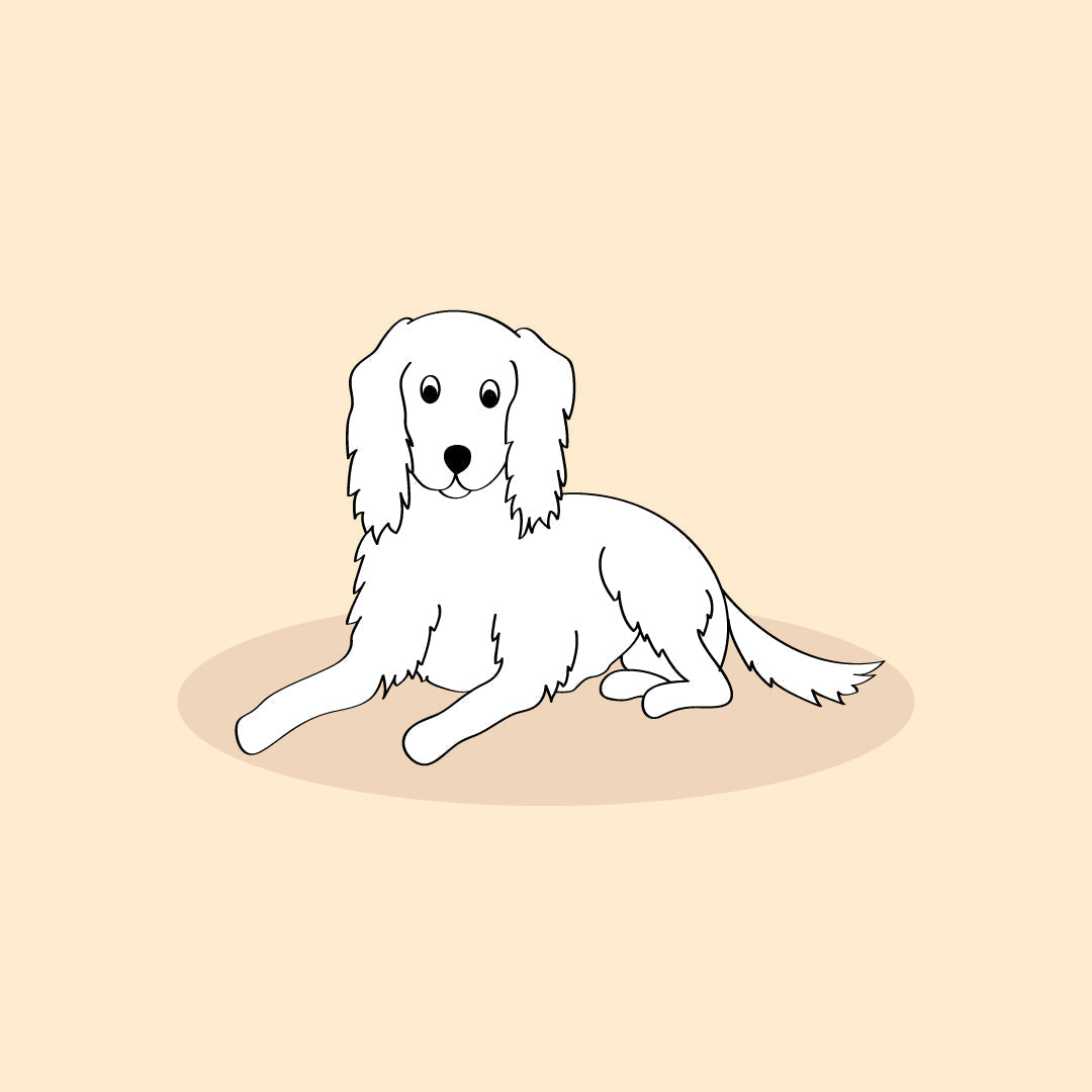 bulls pizzles for dogs