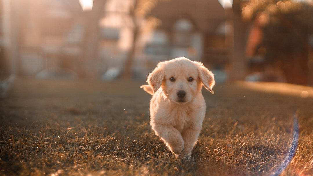 dog running on grass in park