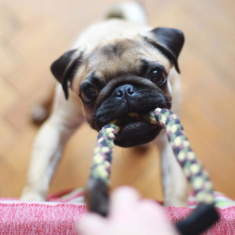 Dog behaviour changes and how to support them