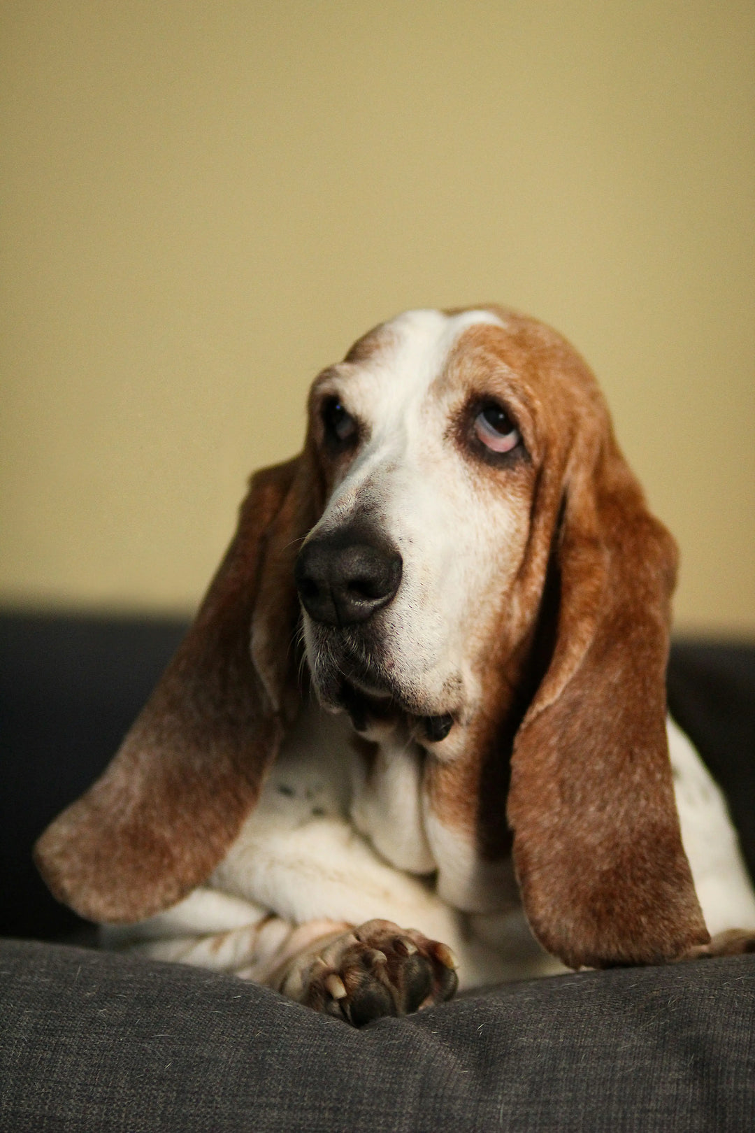 Bassett Hound