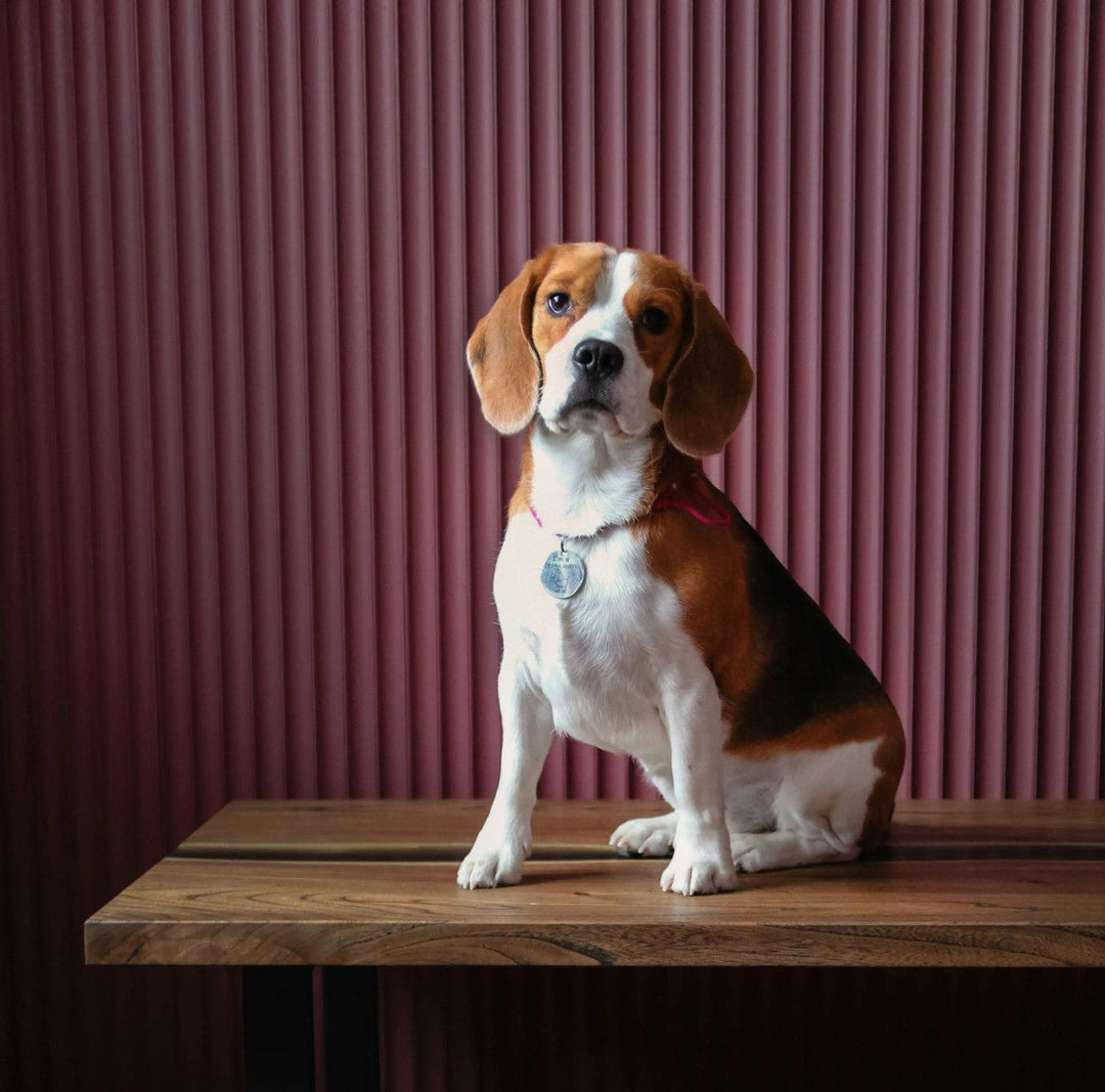 Beagle