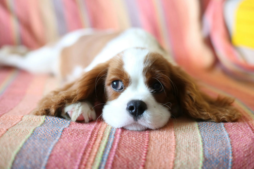 Cavalier King Charles Spaniel lying down
