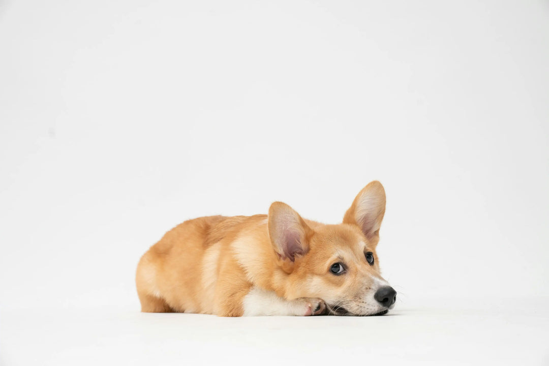 Corgi lying on ground