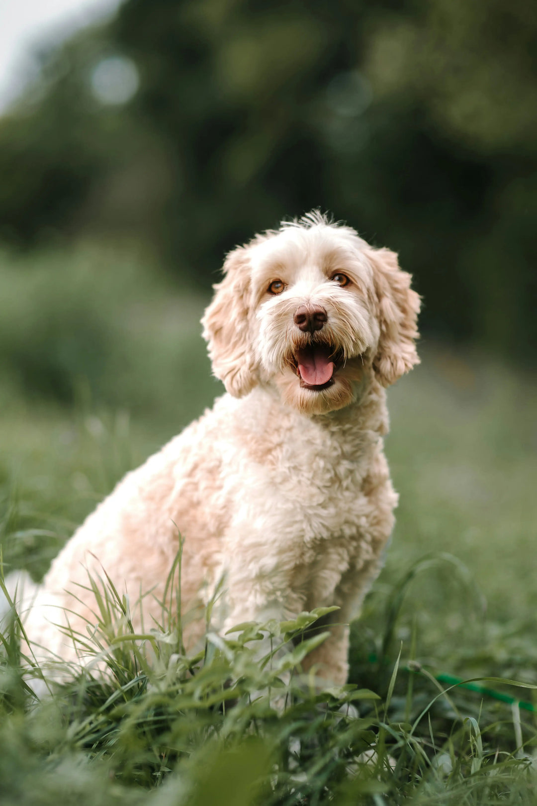 Labradoodle