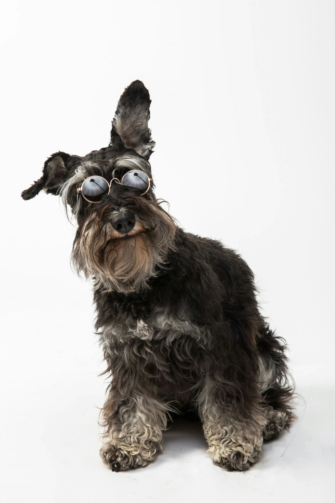 Miniature Schnauzer with sunglasses on