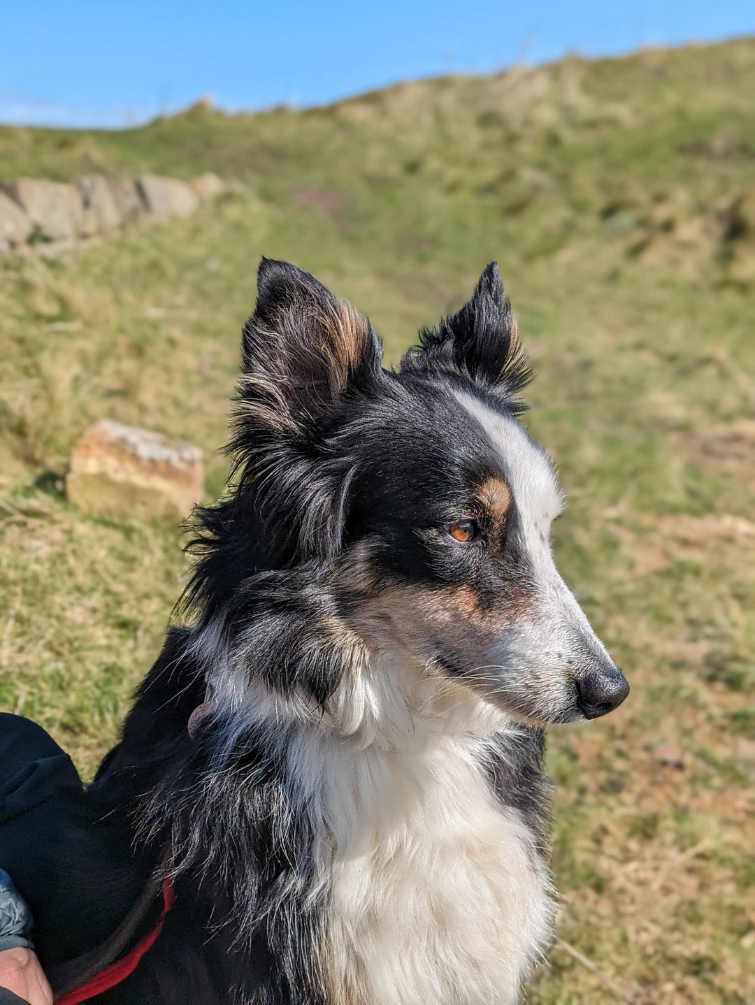 Border collie outside
