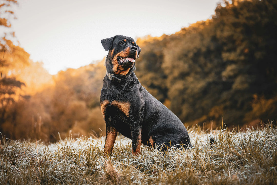 Treats For Rottweilers