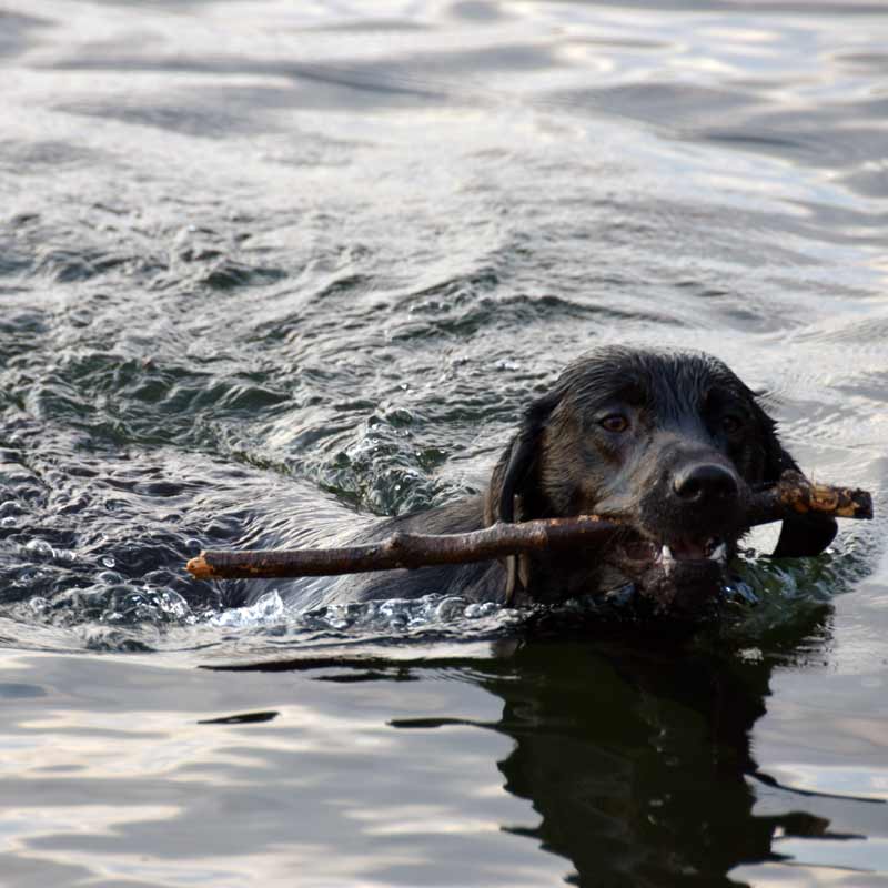 Treats For Labradors