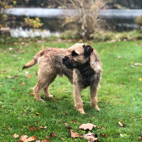 Border Terrier outdoor