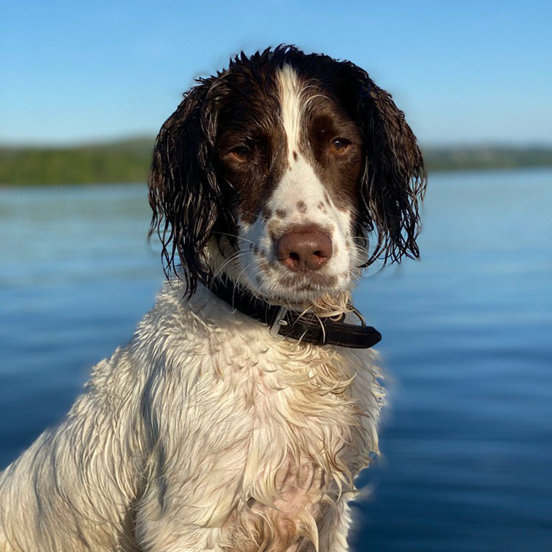 cocker spaniel with dog treats