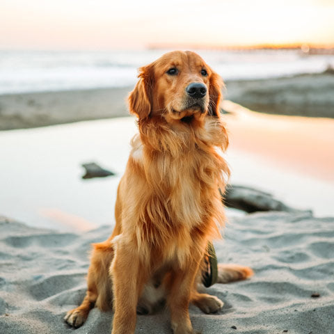 Golden retriever at beach