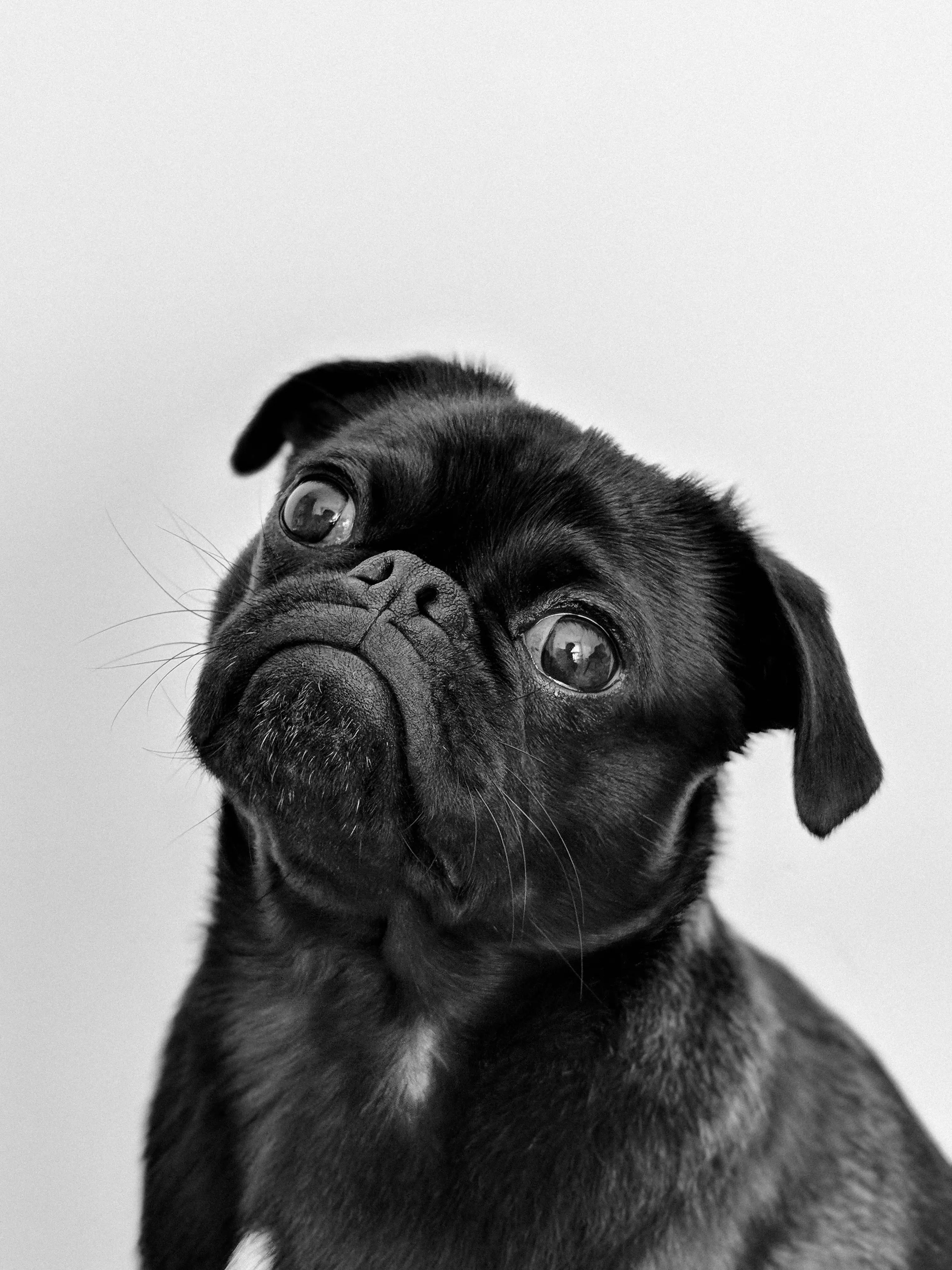 Pug Dog Treats | 100% Natural | Free Next Day Delivery – T.Forrest