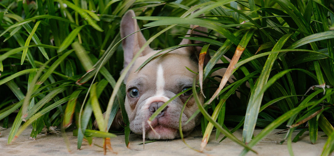Treats For French Bulldogs