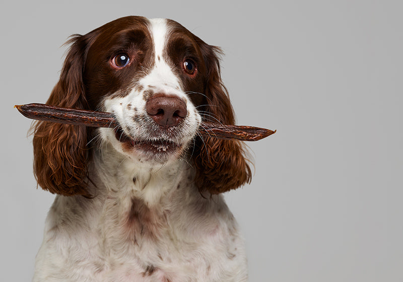 dog holding jumbo sausage treat in mouth