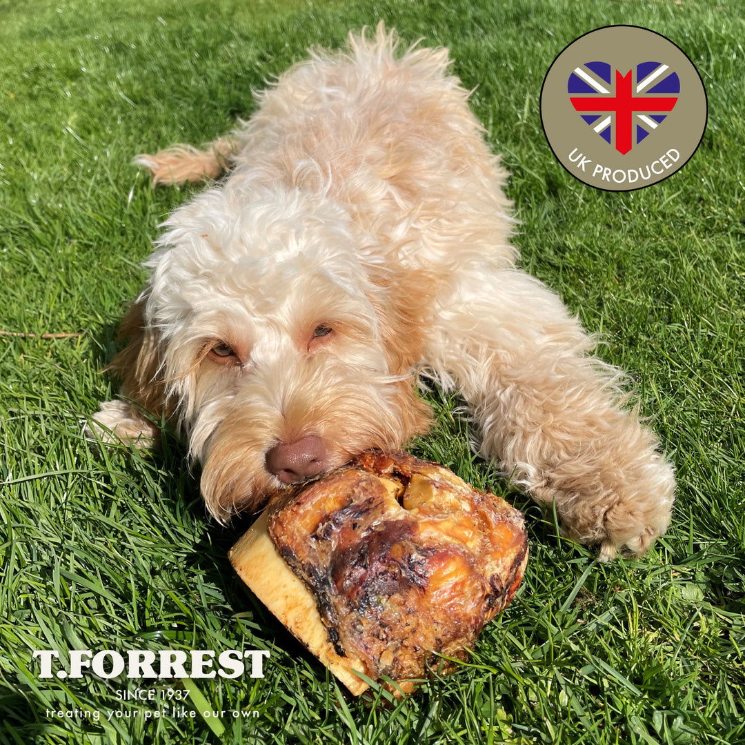 Dog chewing on a large T Forrest Roasted Knuckle Bone