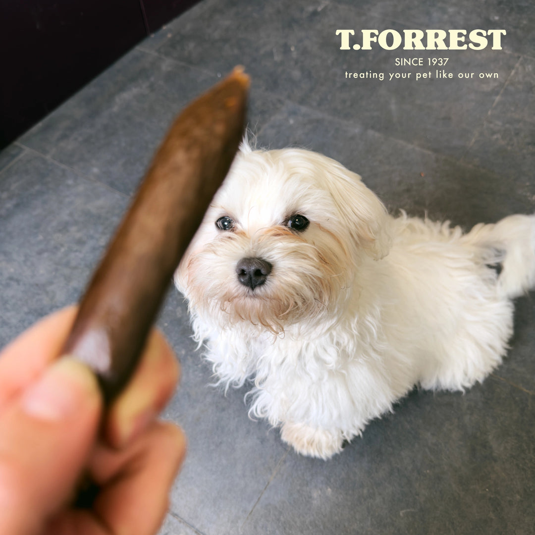 Dog Enjoying Mini Venison Sausages