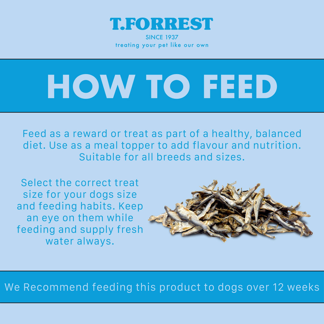 How to feed your dog sprats