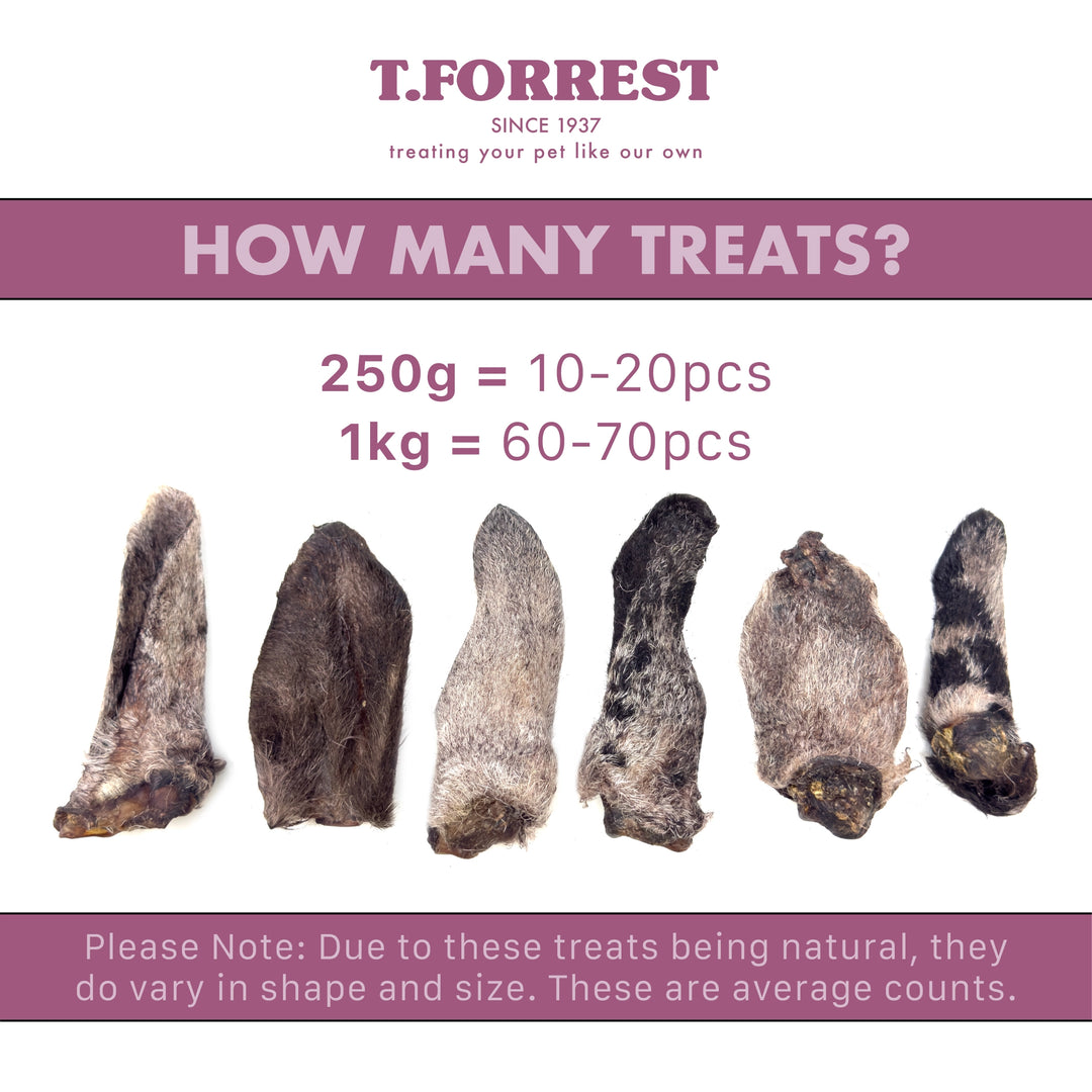 Lamb Ear Size Variation