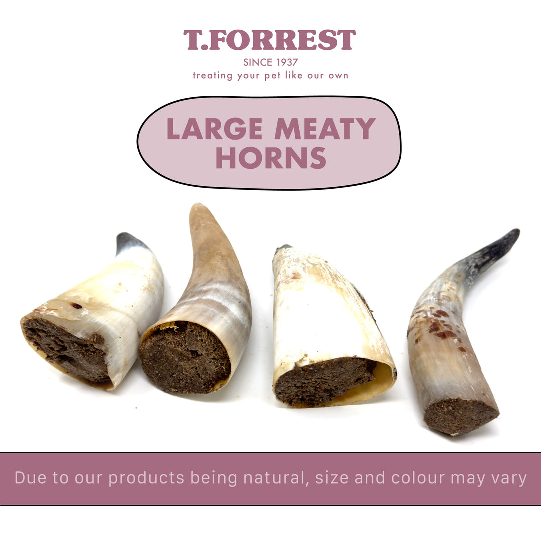 Large Meaty Buffalo Horns