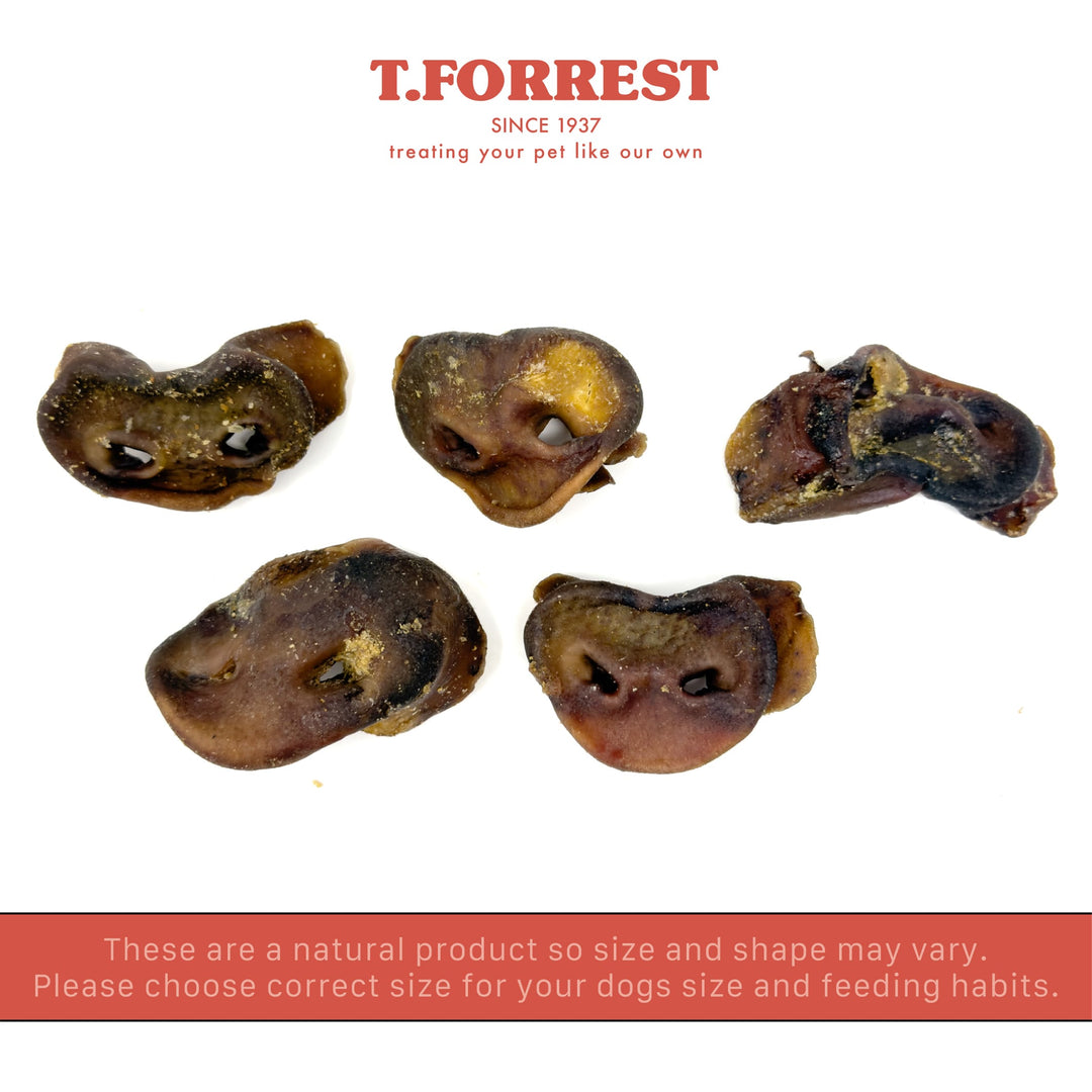 T Forrest pig snout size variation