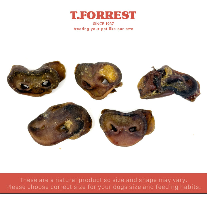 T Forrest pig snout size variation