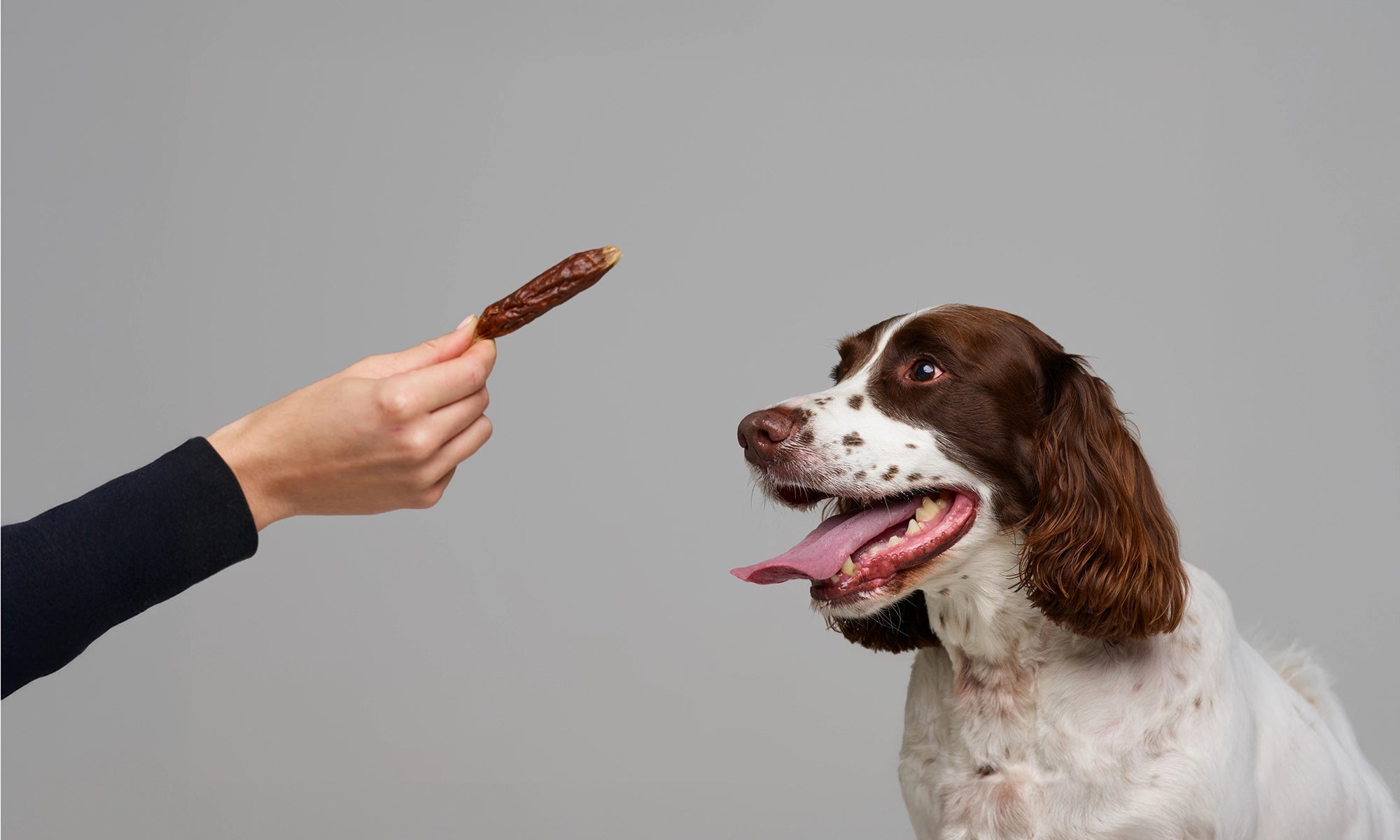 Dog looking at a treat held by a person against a gray background