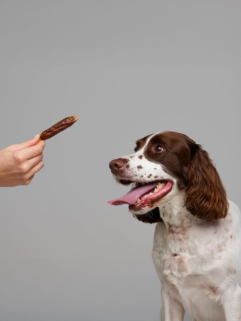Dog looking at a treat held by a hand against a gray background