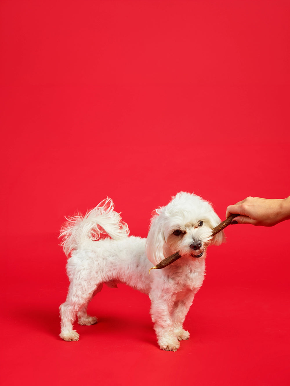 White dog standing on a red background with a hand holding a T Forrest Jumbo Sausage.