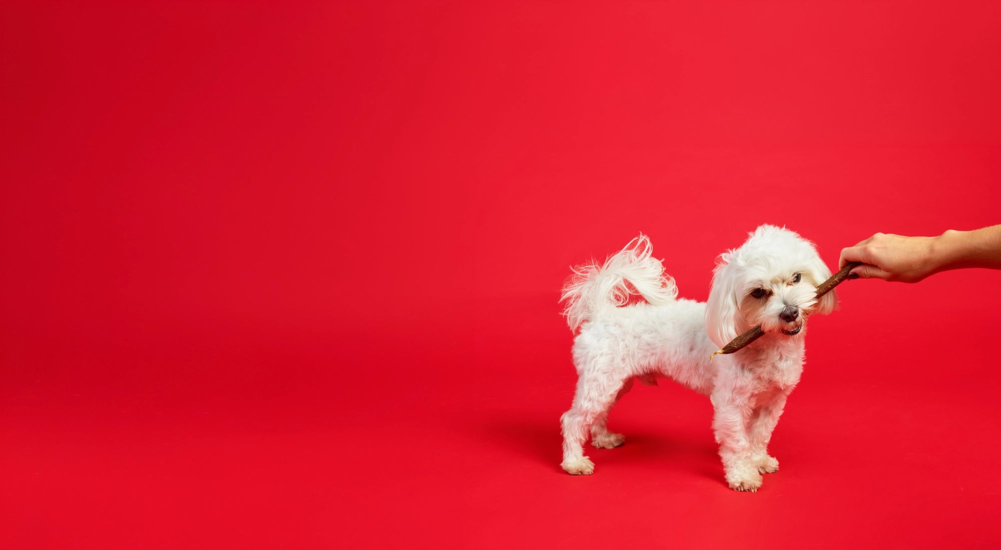 White dog standing on a red background with a hand holding a T Forrest Jumbo Sausage.