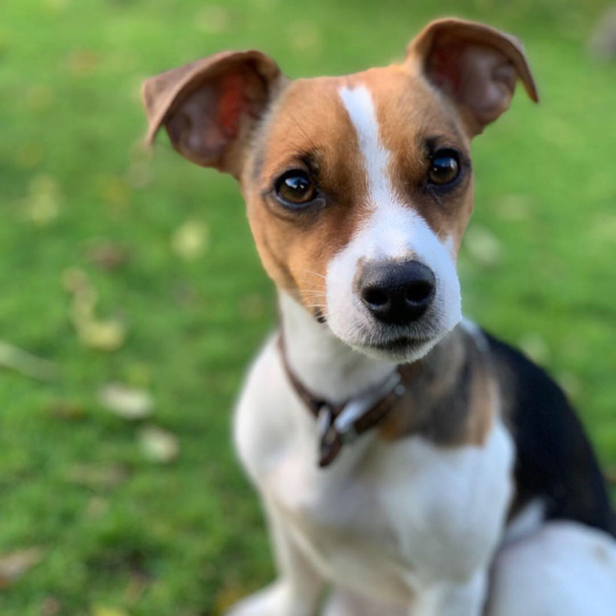 betty is a jack russell terrier, she is t forrests taste tester. She tastes all of our dog treats before the head to the quality control officer