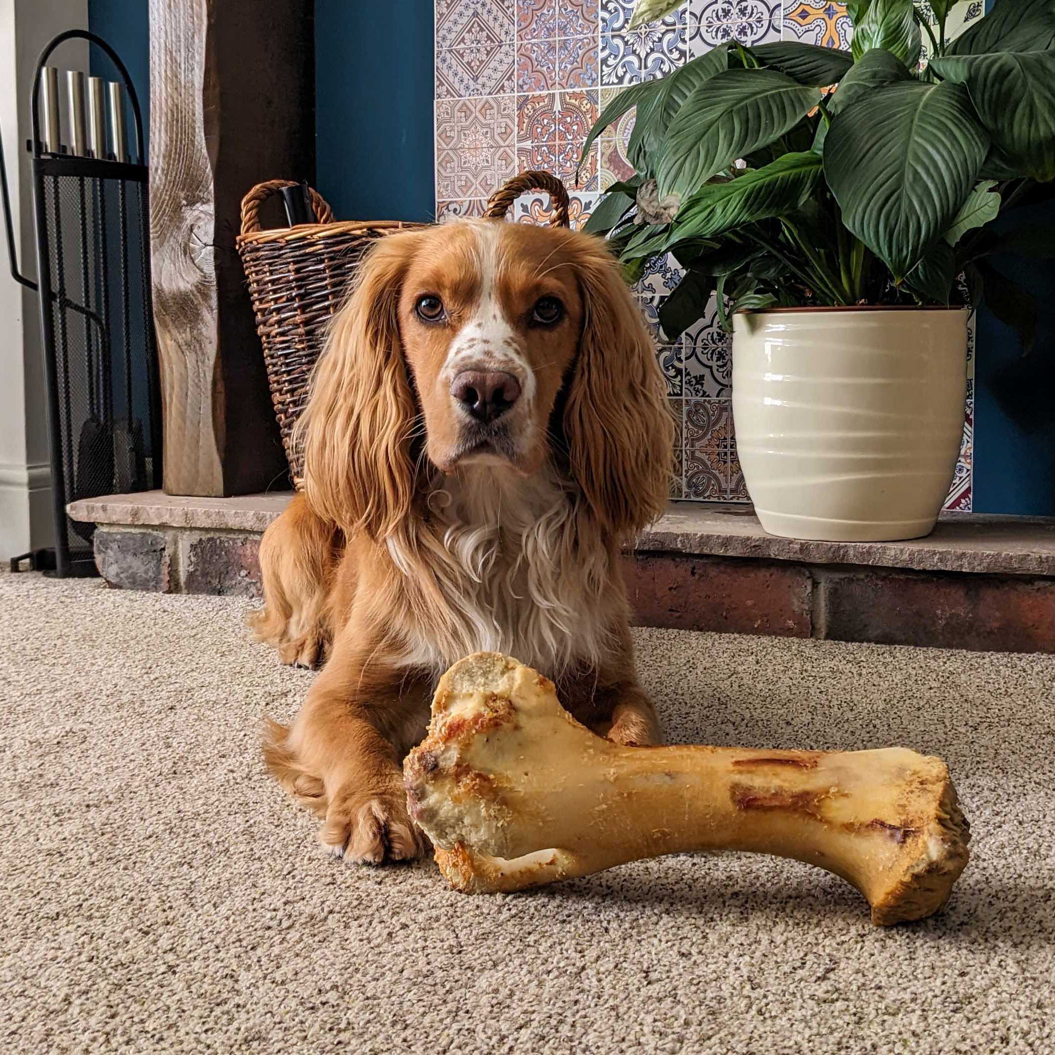 jarvis roast whole jurassic bone for dogs