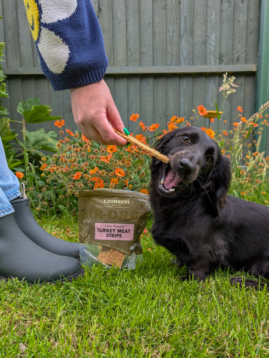 Person feeding a dog a treat from a bag of T.Forrest turkey meat sticks in a garden setting.