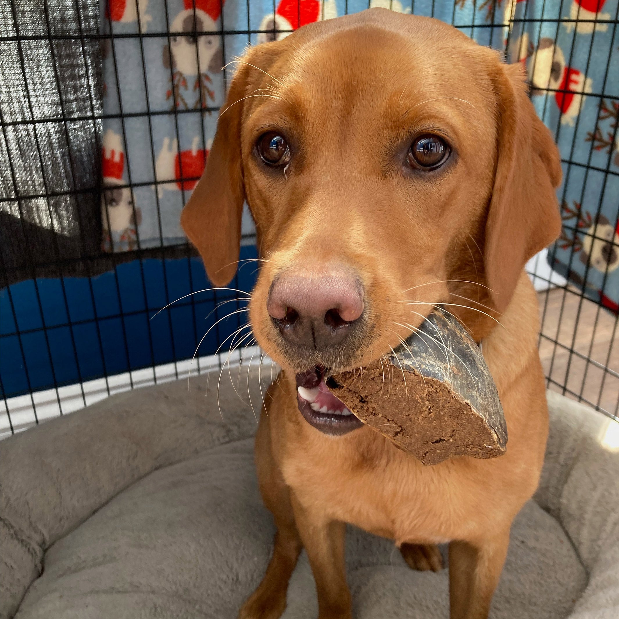 Stuffed hooves for dogs new arrivals